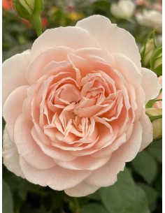 GLYNDEBOURNE róża parkowa 2