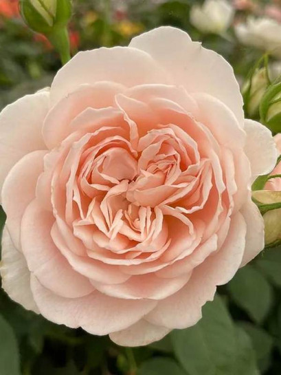 róża parkowa GLYNDEBOURNE