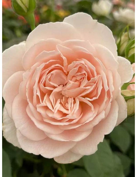 róża parkowa GLYNDEBOURNE