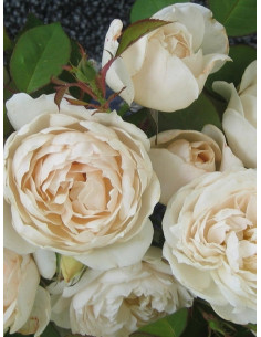 GLYNDEBOURNE róża parkowa