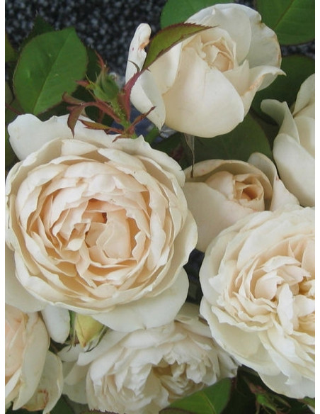 GLYNDEBOURNE róża parkowa