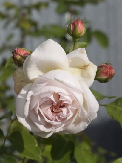 GLYNDEBOURNE parkowa róża