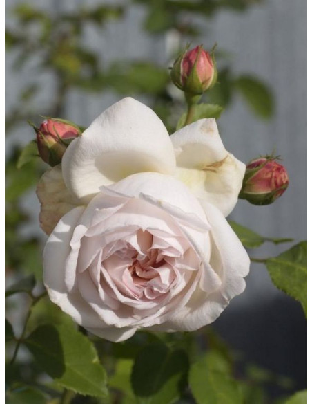 GLYNDEBOURNE parkowa róża