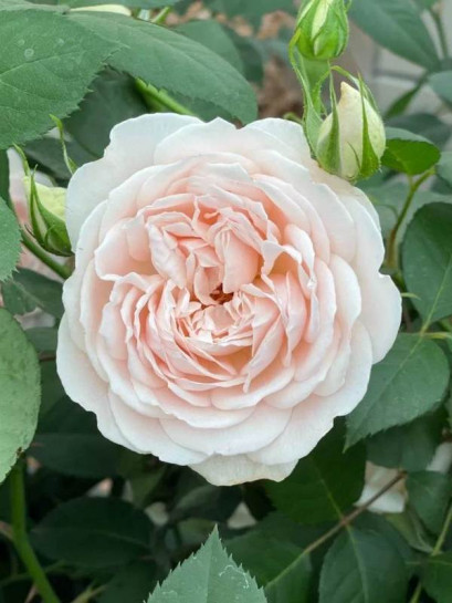 parkowa róża GLYNDEBOURNE