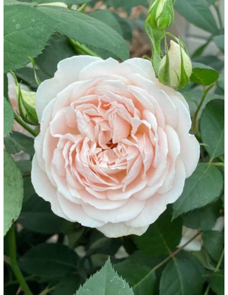 parkowa róża GLYNDEBOURNE