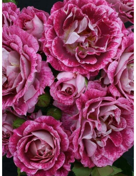 LET'S CELEBRATE róża parkowa