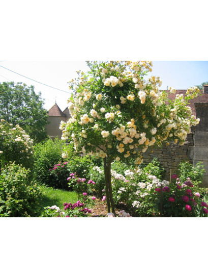 roze pienne łososiowe Ghislaine de Fligonde