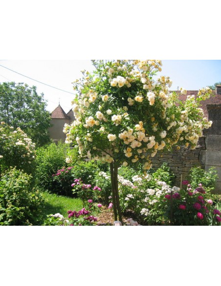 roze pienne łososiowe Ghislaine de Fligonde