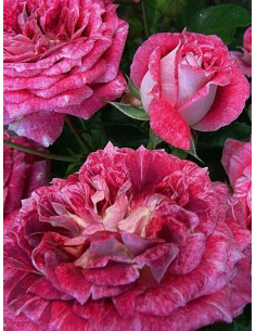 LET'S CELEBRATE róża parkowa 2