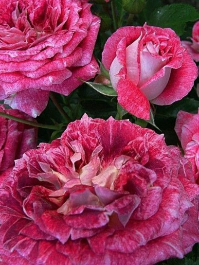 róża parkowa LET'S CELEBRATE