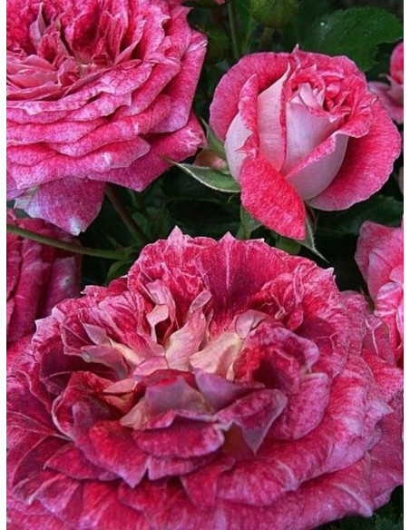 róża parkowa LET'S CELEBRATE