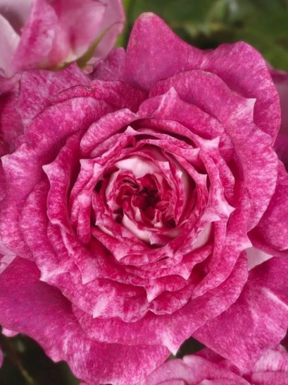 LET'S CELEBRATE parkowa róża