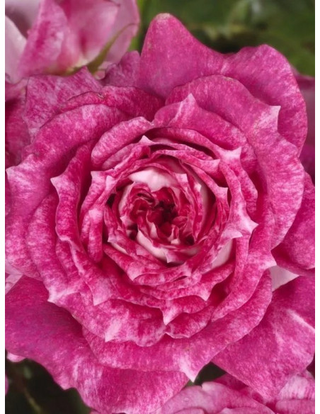 LET'S CELEBRATE parkowa róża