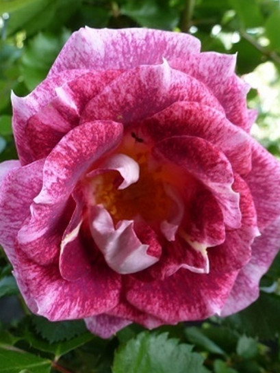 parkowa róża LET'S CELEBRATE