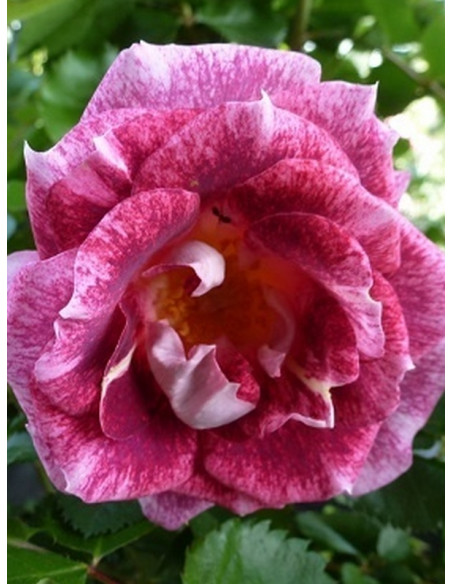 parkowa róża LET'S CELEBRATE