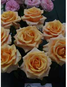 MARILYN MONROE róża wielkokwiatowa