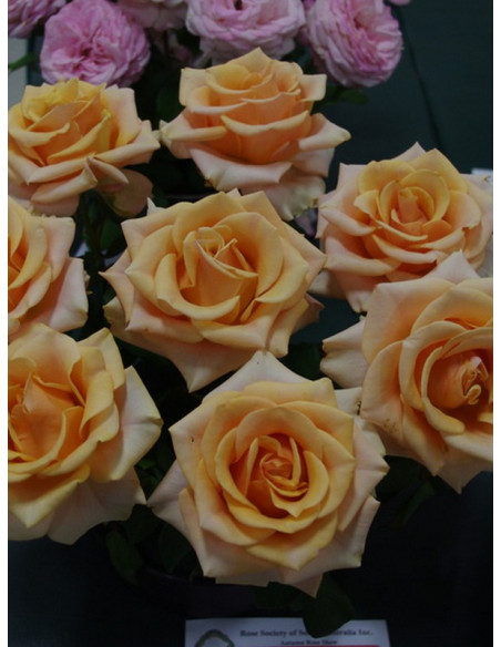 MARILYN MONROE róża wielkokwiatowa