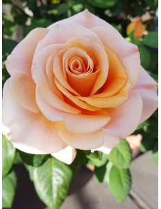 MARILYN MONROE róża wielkokwiatowa 2