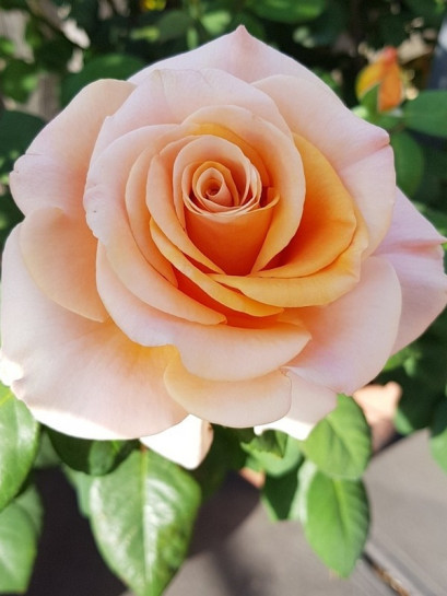 róża wielkokwiatowa MARILYN MONROE