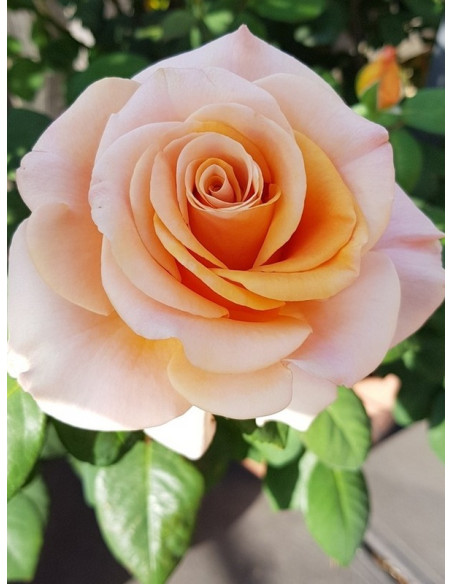 róża wielkokwiatowa MARILYN MONROE