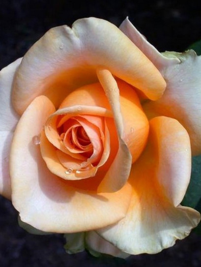 MARILYN MONROE wielkokwiatowa róża