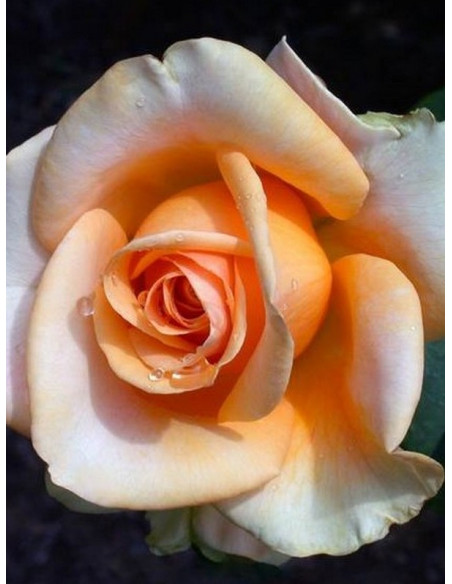 MARILYN MONROE wielkokwiatowa róża