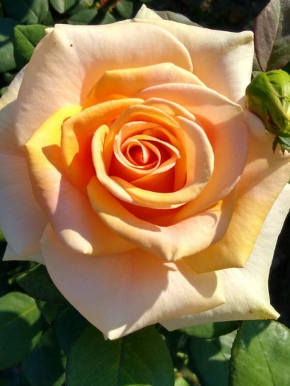 wielkokwiatowa róża MARILYN MONROE