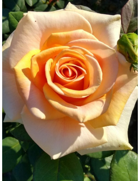 wielkokwiatowa róża MARILYN MONROE