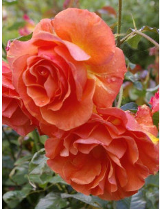 TATTON róża rabatowa