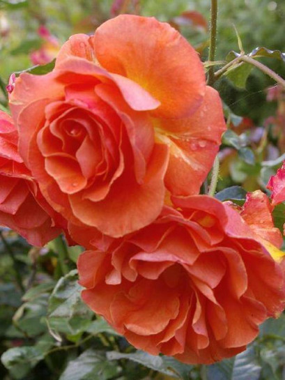 TATTON róża rabatowa