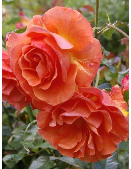 TATTON róża rabatowa