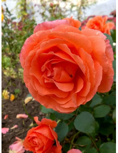 TATTON róża rabatowa 2