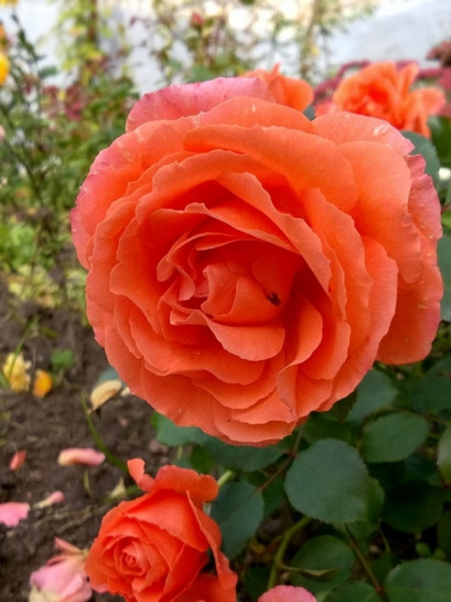 róża rabatowa TATTON