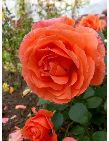 róża rabatowa TATTON