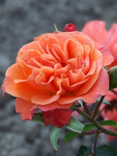 TATTON rabatowa róża