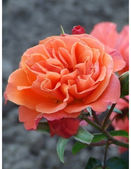 TATTON rabatowa róża