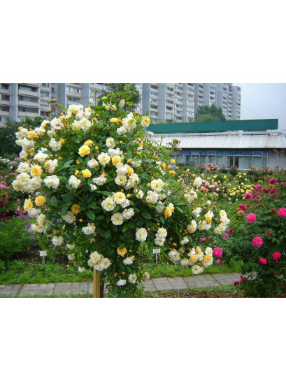 pienne róże łososiowe Ghislaine de Feligonde