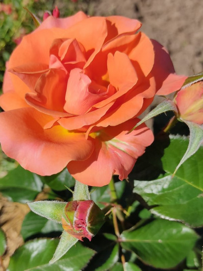 rabatowa róża TATTON