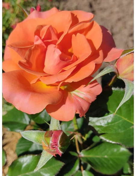 rabatowa róża TATTON