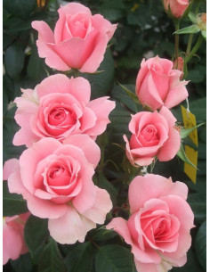 YOU'RE BEAUTIFUL róża rabatowa