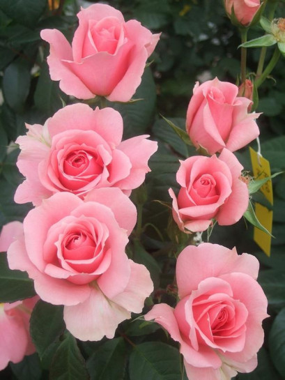 YOU'RE BEAUTIFUL róża rabatowa