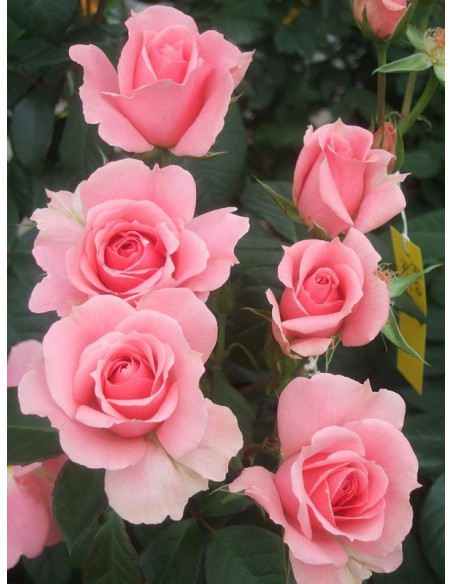 YOU'RE BEAUTIFUL róża rabatowa