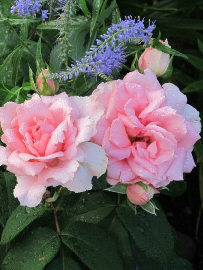 YOU'RE BEAUTIFUL rabatowa róża