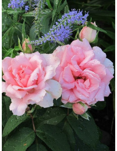 YOU'RE BEAUTIFUL rabatowa róża