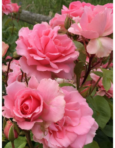 YOU'RE BEAUTIFUL róża rabatowa 2