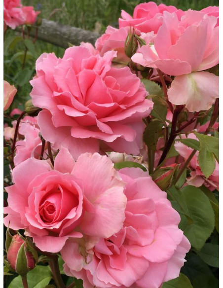 róża rabatowa YOU'RE BEAUTIFUL