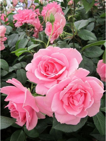 rabatowa róża YOU'RE BEAUTIFUL