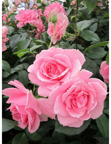 rabatowa róża YOU'RE BEAUTIFUL