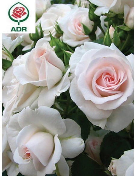 ASPIRIN ROSE róża okrywowa