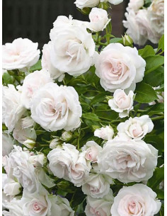 ASPIRIN ROSE róża okrywowa 2